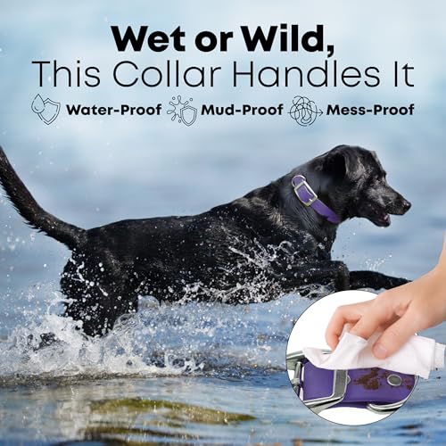 Regal Dog Products Small Purple Dog Collar with Heavy Duty Double Buckle & D Ring | Vinyl Coated, Custom Fit, Adjustable Biothane Dog Collar | Chew Resistant Waterproof Center-Ring Collar for Dogs - color: Purple, size: Small