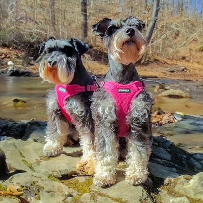 Best Pet Supplies Voyager Adjustable Step-in Flex Breathable Mesh Dog Harness for Small Medium Large Dogs (Fuchsia), S - color: Harness (Fuchsia), size: S