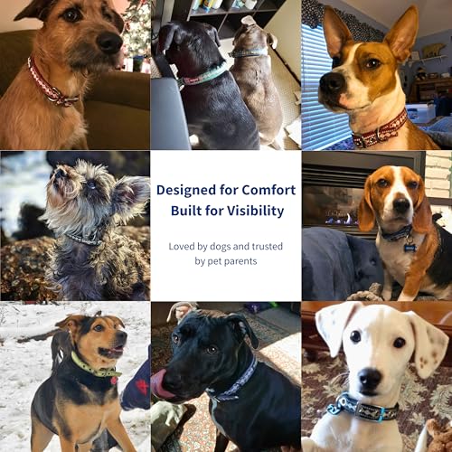 Blueberry Pet Reflective Jacquard Dog Collar with Neoprene Padding & Metal Buckle | Soft & Adjustable Safety Collar - Peacock, Neck 9-12.5", for Small Breed - color: Metal Buckle-Peacock, size: Small