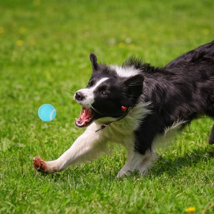 ChenPeiFeng CPF LED Dog Balls - Glowing Fetch Toys, 1.8 Inch Glow in The Dark, Outdoor Interactive Dog Toys for Training & Puppy Birthday Gifts (Blue) - color: Blue