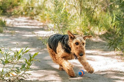 Chuckit! Ultra Squeaker Dog Ball, Fetch Toy, Medium, 1 Pack - size: Medium (1 Pack), style: Squeaker