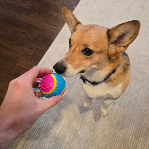 SPOT Sensory Ball for Soft Chewers - Stimulates All 5 Senses, Bell & Squeaker Sounds, Raised Nubs Clean Teeth, High Contrast Fetch Toy, Beef Scented, Durable TPR Rubber Ball, 2.5-inch - size: 2.5 inch (Pack of 1)