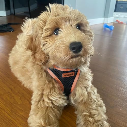 Best Pet Supplies - All Weather Mesh, Reflective, No Pull Harness for Small, Medium Dogs, Cats - Secure with Hook & Loop Fastener, Buckle, Double D-Rings - Orange Trim, XS