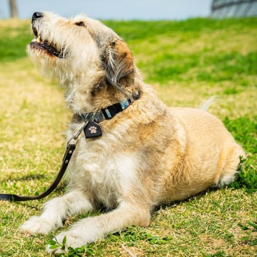 Woofhoof Dog Tag Silencer, Black Pawprint - Quiet Noisy Pet Tags - Fits Up to Four Pet IDs - Dog Tag Cover Protects Metal Pets IDs, Made of Durable Nylon, Universal Fit, Machine Washable