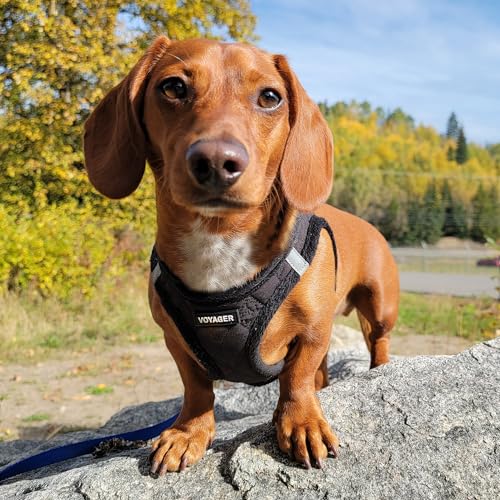 Best Pet Supplies Voyager Step-in Plush Dog Harness - Soft, Step in Vest Harness and Reflective Dog 5 ft Leash Combo with Neoprene Handle for Small and Medium Dogs, Black Plush, XS - color: Harness Leash Set (Black Plush), size: XS (Chest: 13 - 14.5")
