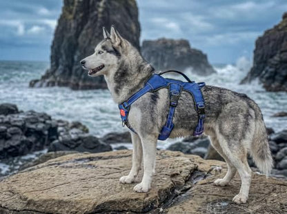 Tuff Pupper Escape Proof No Escape Dog Harness | 5 Point Adjustable Fit Harness for Dogs | Padded Dog Harnesses | Handle Dog Lift Harnesses - color: Midnight Blue, size: Medium: 22-27 Inch Chest