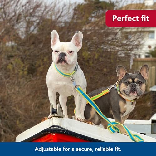 Coastal Pet - Pro - Reflective Adjustable Dog Collar, Bright Blue with Grey, 1" x 18"-26" - color: Bright Blue with Grey, size: 1" x 18"-26" (Pack of 1)