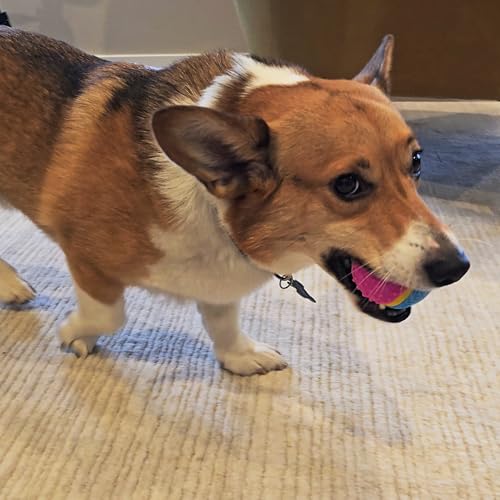 SPOT Sensory Ball for Soft Chewers - Stimulates All 5 Senses, Bell & Squeaker Sounds, Raised Nubs Clean Teeth, High Contrast Fetch Toy, Beef Scented, Durable TPR Rubber Ball, 2.5-inch - size: 2.5 inch (Pack of 1)