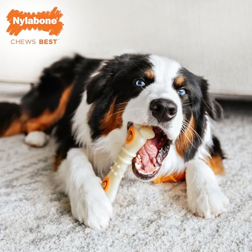 Nylabone Knuckle Bone Pop-in Treat Toy Power Chew Toy with 30 Refills, Interactive Treat Dispensing Enrichment Toys for Dogs, Long Lasting Chicken Flavor, Large Dogs - Up to 50 lbs, 2 Pack - size: Large