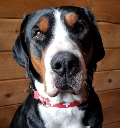 Switzerland Dog Collar | Switzerland Flag | Swiss Flag | Quick-Release Buckle | Made in NJ, USA | for Large Dogs | 1 inch Wide - size: Lrg/buckle (see details below)