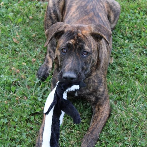 SPOT Skinneeez Stuffing Free Arctic Animal Dog Toy - with Squeaker in Head and Tail, Stuffingless Design is Great for Moderate Chewers, Tug Toy for Small Puppies & Dogs - 15in, Assorted Styles, 1 Toy - size: Small/15 Inch (Pack of 2)