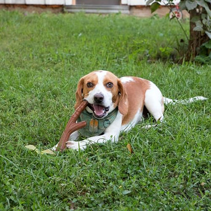 Chew King by Mammoth Up North Bacon-Flavored Nylon Chew Stick Bone, Textured Bacon Flavored Toy, Antler Shaped Pet Toy for Chewing, 9.6" Long - size: Medium, style: Stick (1 Pack)