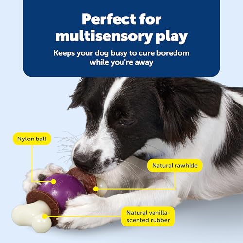 PetSafe Busy Buddy Bouncy Bone, Treat Holding Dog Toy, Medium, Best for Dogs 10-50 Lb. - size: Medium, style: Bouncy Bone