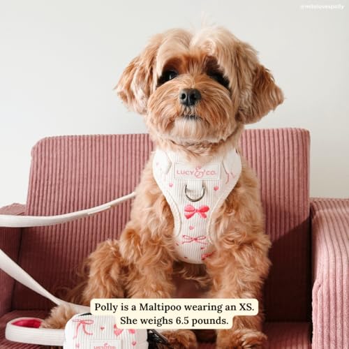 Lucy & Co. Ever So Sweet No-Pull Dog Harness, Adjustable Front Clip Harness with Comfort Padding, X-Large - color: Ever So Sweet, size: X-Large