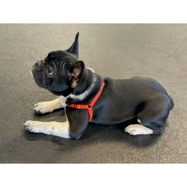 Sense-Ation Harness Sense-Ible No-Pull Dog Harness - Red Medium - color: Red, size: Medium Standard