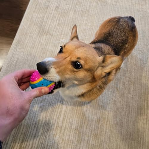 SPOT Sensory Ball for Soft Chewers - Stimulates All 5 Senses, Bell & Squeaker Sounds, Raised Nubs Clean Teeth, High Contrast Fetch Toy, Beef Scented, Durable TPR Rubber Ball, 2.5-inch - size: 2.5 inch (Pack of 1)