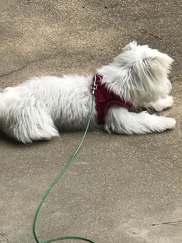 Rocky Mountain Goods Dog Tie Out Cable - Steel Tether Wire Dog Cable for Small Dogs up to 10 Pounds - 4 Swivel Points to Reduce Tangling - Strong Vinyl Coated - Easy Open Rotating Clips (12 Foot) - size: 12 Foot