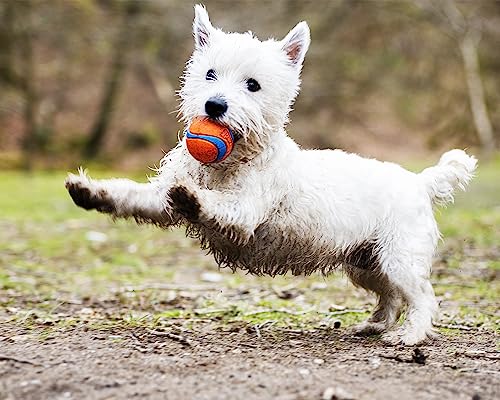 Chuckit! Ultra Ball Dog Toy, Balls for Dogs to Fetch, Durable Rubber, Small 2-inch (Pack of 24) - size: Small (24 Pack), style: Ultra