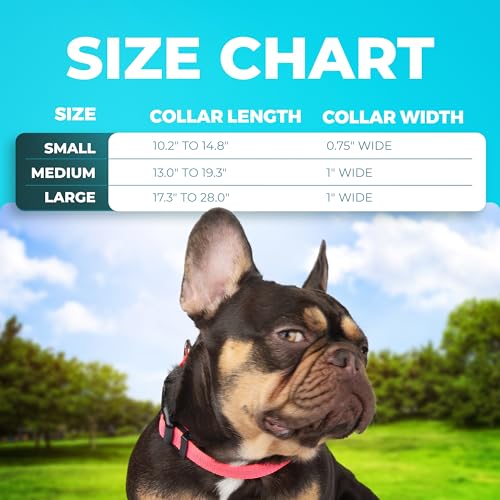 BLAZIN Reflective Dog Collar - Vibrant Color for Day and Night - Soft Neoprene Padded Collar - Adjustable Sizing -'Color Me Happy!' Dog Collars - Brighter Means Safer - (Small, Orange)