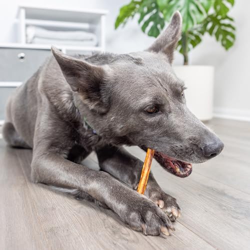 Wild Eats Real Salmon Collagen Bully Sticks for Dogs, 15 Count, 1cm Thick | Long lasting chew treats, satisfies natural gnawing urges, keeps pups busy and engaged, suits small, medium and big breeds - size: 5.3 Ounce (Pack of 15)