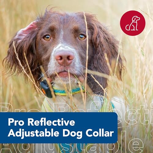 Coastal Pet - Pro - Reflective Adjustable Dog Collar, Bright Green with Grey, 1" x 14-20" - color: Bright Green with Grey, size: 1" x 14-20" (Pack of 1)