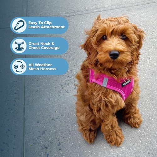 Best Pet Supplies Voyager Step-in Air Harness - All Weather Mesh, Reflective, No Pull Harness for Dogs, Cats - Secure with Hook & Loop Fastener, Buckle, Double D-Rings - Fuchsia, XS - color: Harness (Fuchsia), size: XS (Chest: 13 - 14.5")