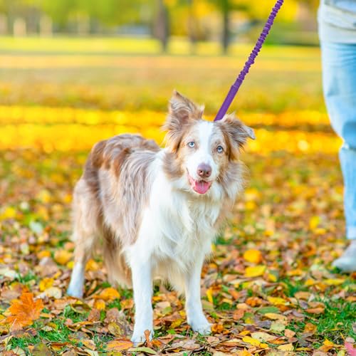 WYuZe 4-5.5 FT Bungee Dog Leash, Reflective Shock Absorbing Elastic Nylon Leash with Comfortable Handle, for Strong Puppy/Medium Dogs Anti-Pull Training Walking (Purple, 3/4"-Wide) - color: Purple
