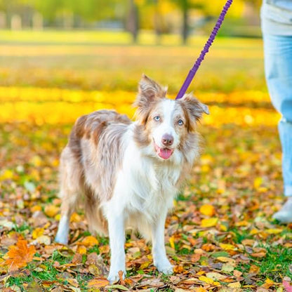 WYuZe 4-5.5 FT Bungee Dog Leash, Reflective Shock Absorbing Elastic Nylon Leash with Comfortable Handle, for Strong Puppy/Medium Dogs Anti-Pull Training Walking (Purple, 3/4"-Wide) - color: Purple