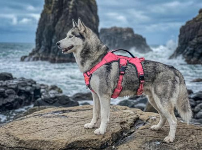 Tuff Pupper Escape Proof No Escape Dog Harness | 5 Point Adjustable Fit Harness for Dogs | Padded Dog Harnesses | Handle Dog Lift Harnesses - color: Hot Pink, size: Medium: 22-27 Inch Chest