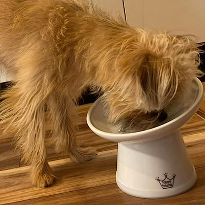 Necoichi Raised Dog Food Bowl, Elevated, for Dogs and Cats, Pets Feeding Feeder Non-Slip for Small Dogs Dishwasher and Microwave Safe, No.1 Seller in Japan! (Dog, Extra Wide Tilted) - size: Extra Wide (Pack of 1)