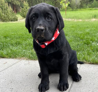 Switzerland Dog Collar | Switzerland Flag | Swiss Flag | Quick-Release Buckle | Made in NJ, USA | for Medium Dogs | 3/4 inch Wide - size: Med 3/4 in./buckle (see details below)