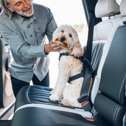 Thule Cappy Dog Harness S - Crash-Tested for Safety - Seatbelt passthrough - Adjustable & Easy to Clean - Padded Breathable mesh Panels - Leash Loop - Step-in Design - size: Small