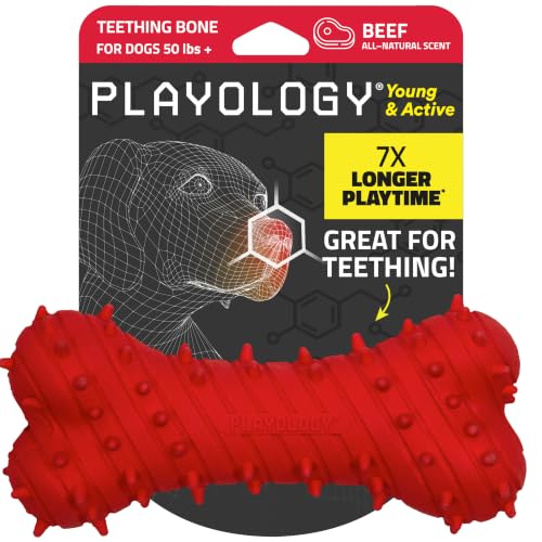Playology Dog Toys | Teething Bone for Large Puppies and Young Dogs | Beef Scented Jumbo Dog Bone Chew Toy | Teething Puppy Essentials - size: Jumbo, style: Beef