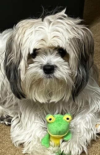 Glory To Dog TinyToy Green Frog Plush Dog Toy for Puppies and Small Dogs - style: Frog