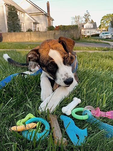 Nylabone New Puppy Starter Kit, 5 Dog Chew Toys and 1 Natural Reward for Puppies, Multi Color, Bacon & Chicken Flavor,Small Dogs - Up to 25 lbs., 6 Pack - color: Bundle