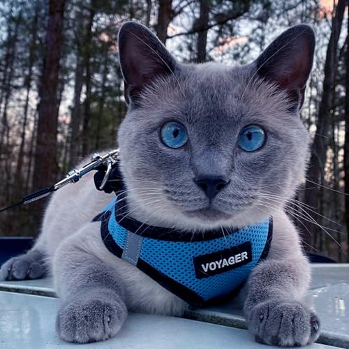 Best Pet Supplies - All Weather Mesh / Plush, Reflective, No Pull Harness for Small, Medium Dogs, Cats - Secure with Hook & Loop Fastener, Buckle, Double D-Rings - Baby Blue/Black Trim, L - color: Harness (Baby Blue/Black Trim), size: L (Chest: 18 - 20.5"