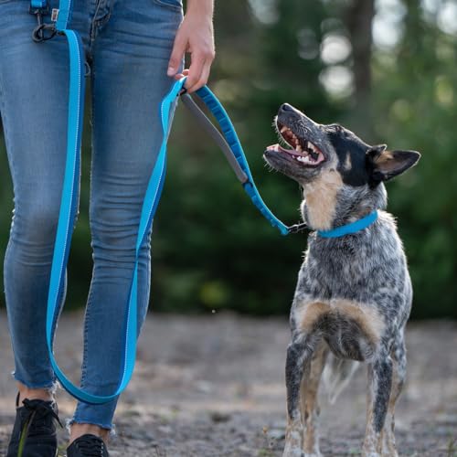 Hands Free Dog Leash - Waist Leash for Walking and Hiking with Medium and Large Dogs, Adjustable 4 to 6 FT Bungee Lead with Traffic Handle by Nuvuq (18-120 lbs, Blue) - color: Blueberry Blue