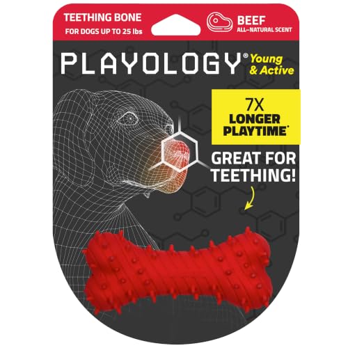 Playology Dog Toys | Teething Bone for Puppies and Young Dogs | Beef Scented Small Dog Bone Chew Toy | Teething Puppy Essentials - size: Small, style: Beef