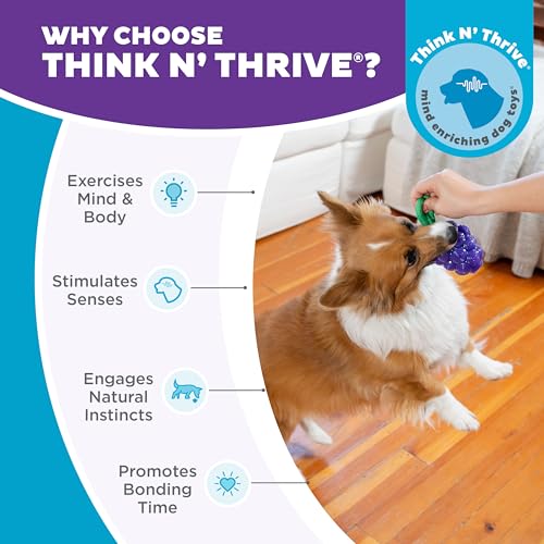 Outward Hound Dental Grapes Dog Toy & Treat Stuffer, 6″ x 3″ Grape-Scent Interactive Chew for Dogs, Helps Clean Teeth, Promote Healthy Gums & Mental Enrichment, Reduce Boredom & Support Dental Health - color: Grape