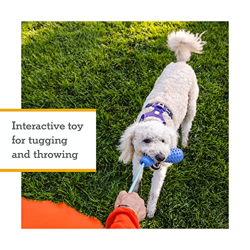 Ruffwear, Gourdo Natural Rubber Throw Toy for Dogs with Rope Handle, Sage Green, Small - color: Sage Green, size: Small