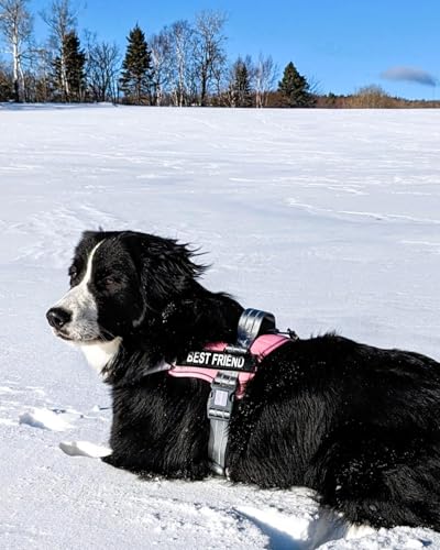 AUROTH Dog Harness and Leash Set, Soft Padded Service Dog Vest with 5.25FT Dog Leash, No Choke, Easy On Pet Vest, Adjustable Reflective No Pull Pet Vest Medium Sized Dog, Easy Walking and Training - color: Pink, size: Medium