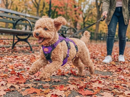 Tuff Pupper Escape Proof No Escape Dog Harness | 5 Point Adjustable Fit Harness for Dogs | Padded Dog Harnesses | Handle Dog Lift Harnesses - color: Purple, size: X-Small: 13-17 Inch Chest