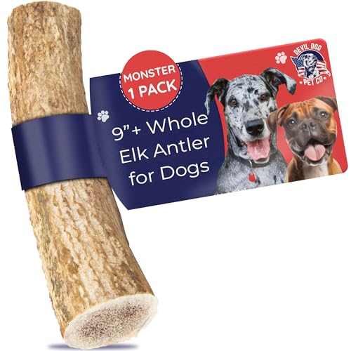 Devil Dog Pet Co. Elk Antlers for Dogs, Natural Dog Chew for Aggressive Chewers - Long Lasting and Odor Free - USA Sourced - Cleaner Teeth, Anxiety & Boredom Relief - Whole Monster 9"+ - Antler Bone - style: WHOLE - Monster - 1 Pack