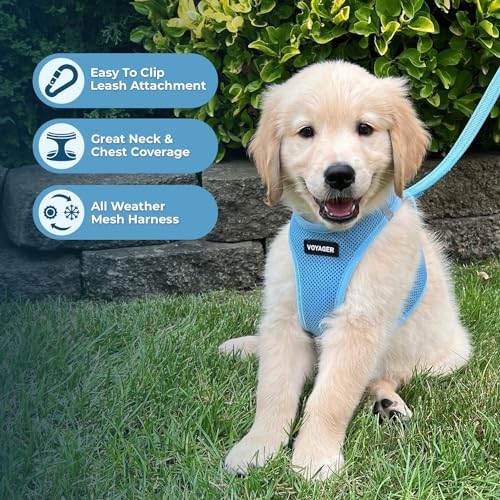 Best Pet Supplies Voyager Step-in Air Harness - All Weather Mesh, Reflective, No Pull Harness for Dogs, Cats - Secure with Hook & Loop Fastener, Buckle, Double D-Rings - Baby Blue, XXXS - color: Harness (Baby Blue), size: XXXS (Chest: 11 - 12")