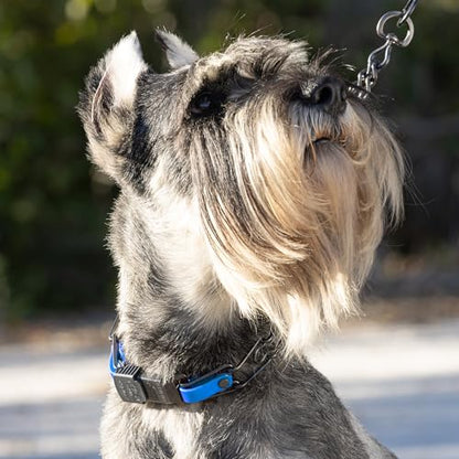 Herm Sprenger Black Stainless Steel Dog Collar with Quick Release ClicLock Buckle and Biothane Insert Training Collar Made in Germany (Cerulean Blue, 23in x 3.2mm(Neck Size up to19-20in)) - color: Cerulean Blue, size: 23in x 3.2mm(neck size up to19-20in)