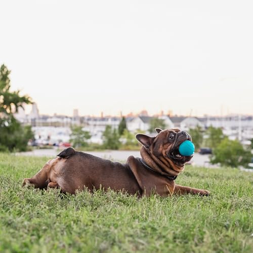Chew King Flavored Rubber Ball Collection, 2.5 Inch Peanut Butter Flavor Rubber Balls 3-Pk - color: E) 2.5" 3-Pack (Peanut Butter)