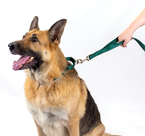 Country Brook Petz - Green Martingale Heavyduty Nylon Dog Collar and Double Handle Leash (1 Inch, Extra Large) - color: Green, size: Extra Large (Pack of 1)