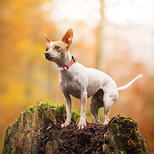 Roses&Poetry Reflective Small Dog Collar and Leash Set, Puppy Personalized Boy and Girl Collar with Leash, Adjustable Nylon Durable Pet Matching Collars Leashes for Small Puppies（Mistyrose-S - color: Mistyrose, size: S