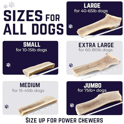 Devil Dog Pet Co. Split Elk Antlers for Dogs, Natural Dog Chew with Exposed Marrow - Long Lasting and Odor Free - USA Sourced - Cleaner Teeth, Anxiety & Boredom Relief - Large 6"+ - Antler Bone - style: split - Large - 1 Pack