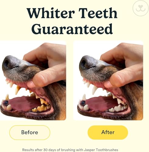 Jasper Dog Toothbrush, 360 Degree Pet Tooth Brushing Kit, Cat Toothbrush, Canine Dental Care & Teeth Cleaning Kit, Pet Finger Tooth Brush, Use with Dog Toothpaste, 4-Pack Multicolor - color: Multicolor (4-pack)